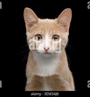 Portrait of Red Kitten, Stare in Camera on Isolated Black Background Stock Photo