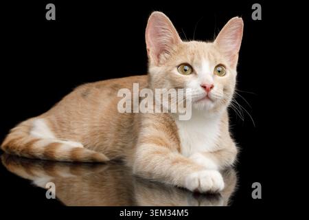 Adoreble Red Kitten Lying and Looking up on Isolated Black Background with reflection Stock Photo