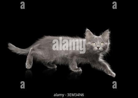 Cute Gray Kitten hunt on Isolated Black Background Stock Photo