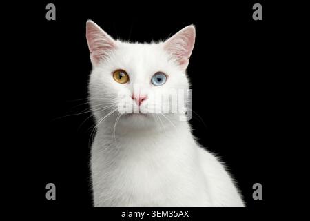 Portrait of White Cat with odd eyes on Isolated Black Background Stock Photo