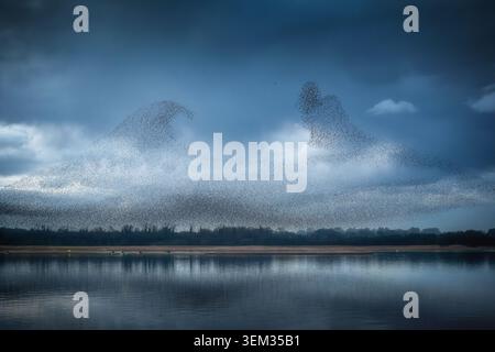 View of a massive starling murmuration forming wave-like shapes over the calm waters of Lough Ennell under a dramatic dark cloudy sky County Westmeath Stock Photo