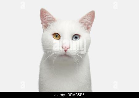 Portrait of Pure White Cat with odd eyes on Isolated Background Stock Photo