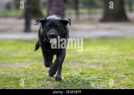 Happy black Labrador Retriever running across a green park lawn, captured in motion with natural light and a soft blurred background. Stock Photo