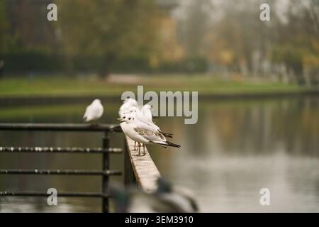 Gulls Perched on Park railing by a Pond Stock Photo