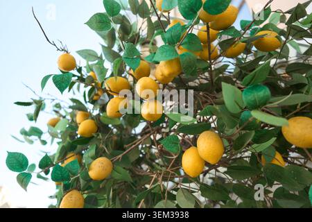 Ripe yellow lemons on leafy branches Stock Photo