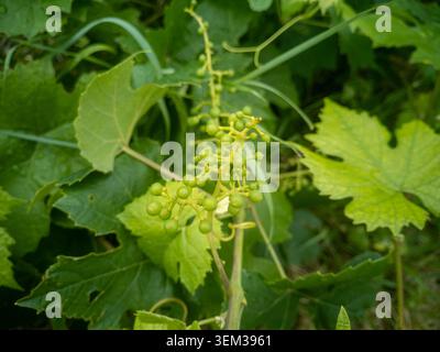 Young green unripe grapes forming on the vine in early summer garden. Stock Photo