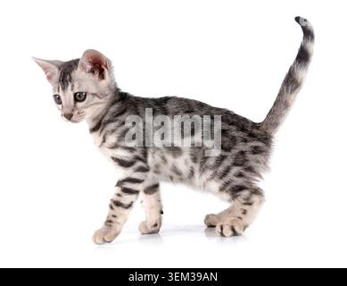 bengal cat in front of white background Stock Photo