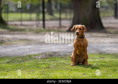 Fox red Labrador Retriever wearing a GPS tracking collar sits attentively on a park lawn, waiting for its owner during an outdoor training session. Stock Photo