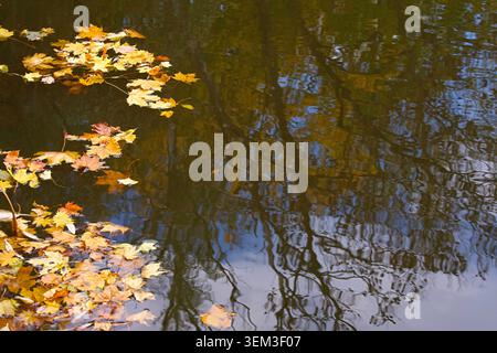 Autumn maple leaves floating on the surface of the water, with reflections of trees and sky. Horizontal photo Stock Photo