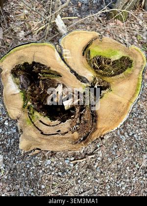 Rotted out tree stump from above. Close up view of a rotting out tree stump taken in a park. Stock Photo
