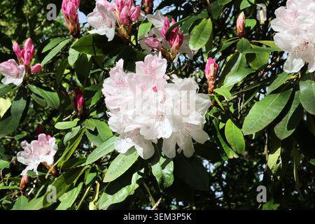 Rhododendron 'Halopeanum'. Close up pale pink white cluster of rhodo flowers with deeper pink buds. white pearl, loderi white pearl, white pearl 1906 Stock Photo