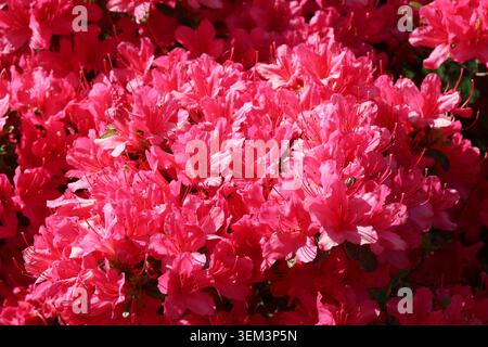 Rhododendron 'Ima-shojo' (Kurume). Close up full screen red pink profuse double (hose in hose) azalea flowers in spring.  Wilson 36, fascination. Stock Photo