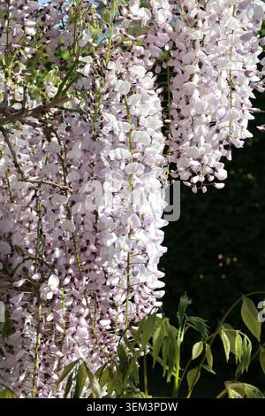 Wisteria floribunda 'Kimono'. Full length long trusses of white wisteria flowers tinged violet blue in spring. Stock Photo
