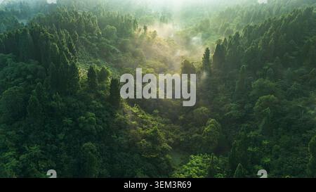 Aerial view of dense tropical forest with mist rising from a valley during golden hour light Sukabumi, West Java, Indonesia. Stock Photo
