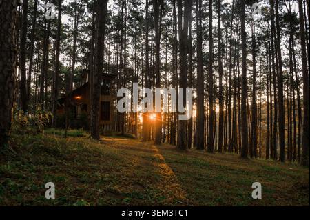 Tranquil forest scene at sunset, with sunlight streaming through tall trees and a cozy cabin nestled among the woods. Stock Photo