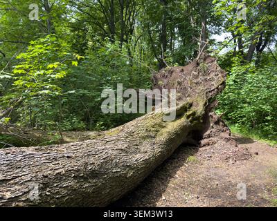 Fallen tree in a city park after a storm causing damage and obstruction Stock Photo