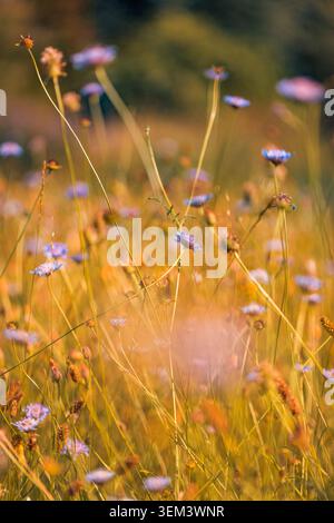 Purple wildflowers blooming in green summer meadow under soft evening sunlight. Fresh nature grass field. Countryside rural scenic botanical outdoors Stock Photo