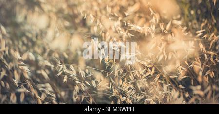 Dried wild oat grass seed heads glowing in golden summer light with soft bokeh. Nature meadow field closeup. Rural countryside harvest scenic warm Stock Photo