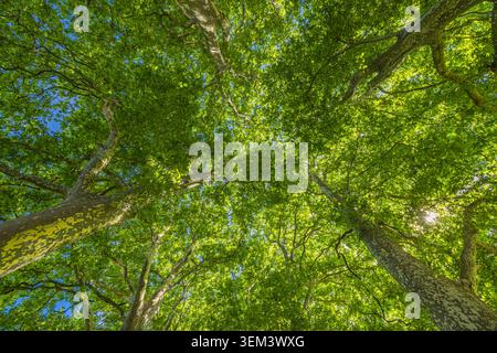 Green forest tree tops and branches seen from below against blue sky in summer. Lush leafy canopy nature. Scenic outdoor wanderlust natural woodland Stock Photo