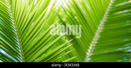 Fresh green palm frond leaves backlit bright sunlight tropical foliage closeup. Vibrant plant nature detail. Green leaves palm foliage summer botany Stock Photo