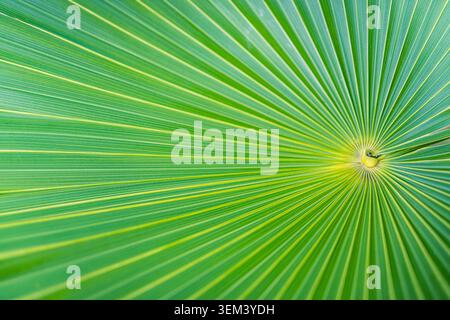 Green palm fan leaf macro radiating lines natural tropical foliage texture pattern detail. Botanical nature closeup design. Wellness spa organic art Stock Photo