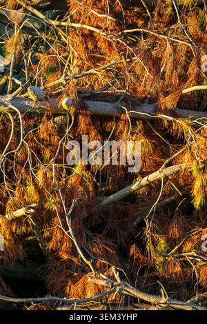 Warm golden light on dry pine tree debris in the woods Stock Photo