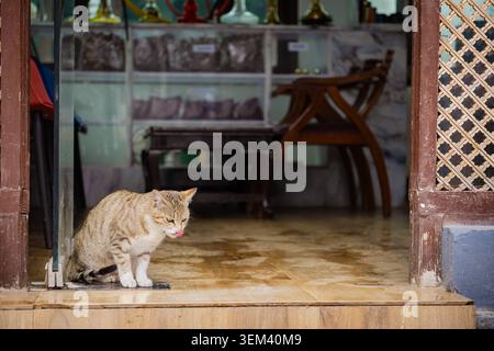 A tabby cat sits at the doorway of a rustic shop in a peaceful mountain village setting, Kashmir, India. Stock Photo
