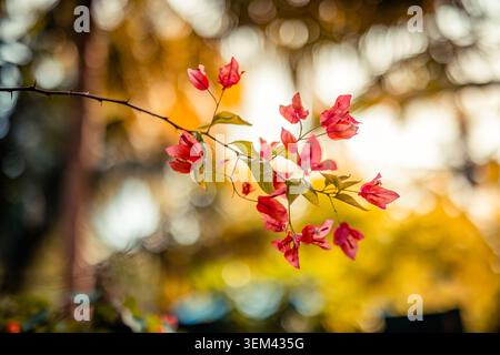 Pink red bougainvillea flowers on branch glowing in warm golden sunset light. Tropical floral bloom bokeh. Flower blossom nature summer sunny closeup Stock Photo