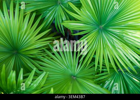 Wild green fan palm fronds forming exotic tropical leaf texture in dense jungle. Vibrant plant foliage detail. Nature greenery summer wallpaper Stock Photo