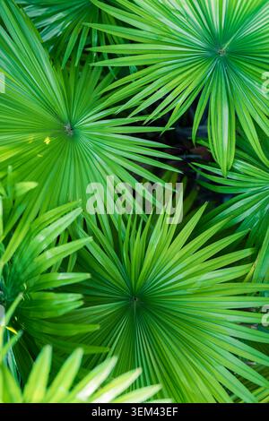 Detailed green fan palm leaf close up showing natural veins and radial fronds. Fresh tropical botanical plant. Nature foliage greenery jungle summer Stock Photo