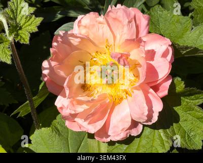 Close up reveals a large pink peony bloom in full flower showing the generous layers of pink petals typical of this fragrant garden peony variety Stock Photo