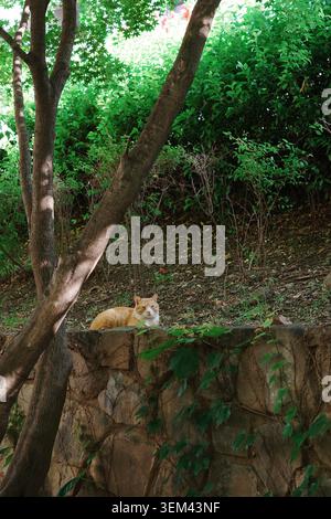 Orange tabby cat resting on a stone wall surrounded by lush green shrubs and tree trunks in an urban garden, Seoul, South Korea. Stock Photo