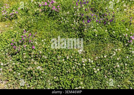 A top-down detailed texture view of a vibrant green clover grass field covered with small blooming wild purple flowers on a sunny day. Stock Photo