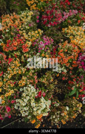 Colorful small nemesia flowers blooming in a garden bed Stock Photo