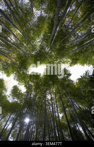 Under view of Bamboo forest background Stock Photo