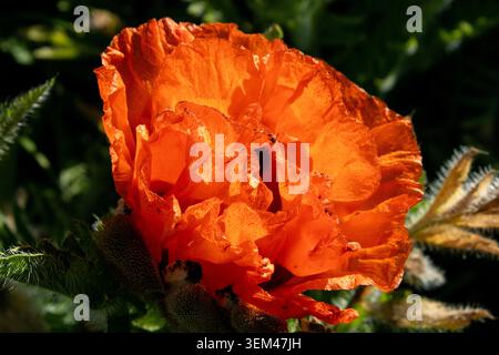 Bright Orange Poppy Flower Illuminated by Sunlight Stock Photo