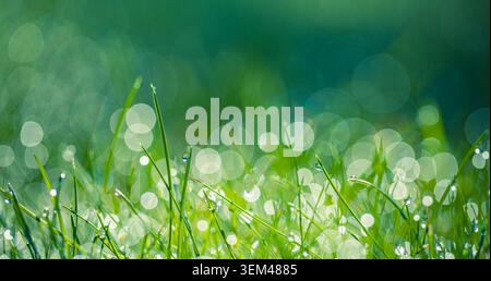 Dewy green grass blades among sparkling bokeh circles soft morning light. Fresh nature closeup design. Wellness spa organic background scenic Stock Photo