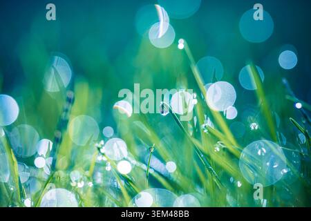 Sparkling morning dew drops on fresh green grass with soft bokeh light. Water droplets spring meadow closeup. Nature background wellness copy space Stock Photo