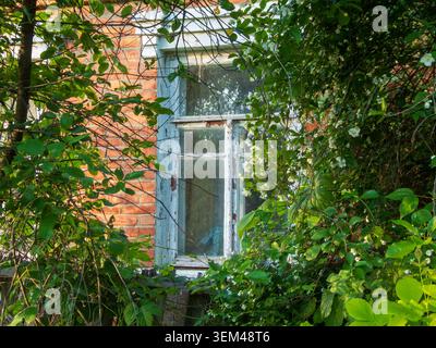 Old wooden window on brick wall overgrown with green jasmine bus Stock Photo