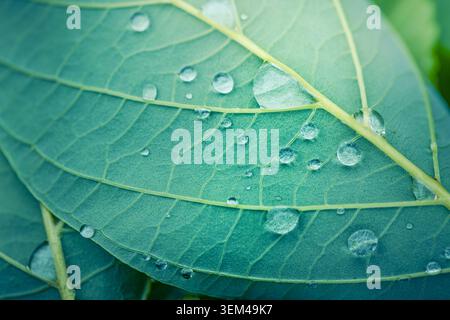 Water drops on green leaf macro, dew beads along yellow veins, fresh natural texture closeup after rain, pure botanical detail scenic. Nature art Stock Photo