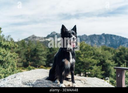 Border Collie dog sitting on rock in mountains Stock Photo