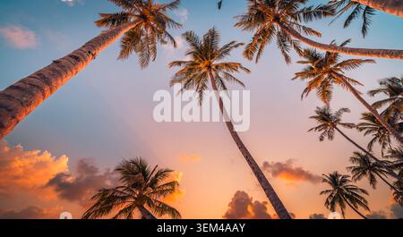 Palm tree crowns from below at colorful sunset, coconut palms reaching into dramatic evening sky, wide upward view of tropical canopy scenic. Nature Stock Photo