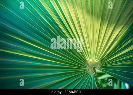 Vibrant green palm leaf macro, radiating fan pattern, natural tropical foliage texture, exotic botanical detail closeup, fresh organic lines abstract. Stock Photo