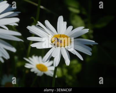 White daisy flower with small hoverfly insect on yellow core Stock Photo