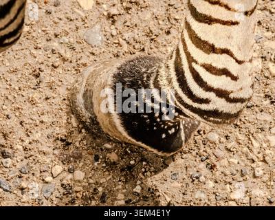 I had a chance to get close to some zebras in a Swiss zoo and took some details. Stock Photo