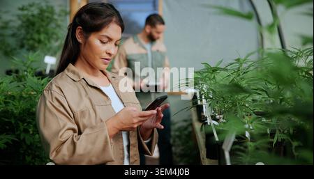 Reading, cannabis and phone with woman in greenhouse for weed growth, client contact and agriculture. Text message, marijuana farmer and mobile with Stock Photo