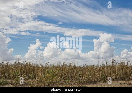 Cumulus and cirrus clouds over a dry cereal field in rural Spain. Stock Photo