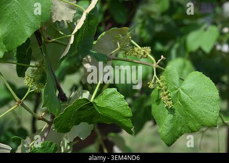 Young Grape Clusters Growing on Vine in Lush Green Vineyard Close-Up Stock Photo