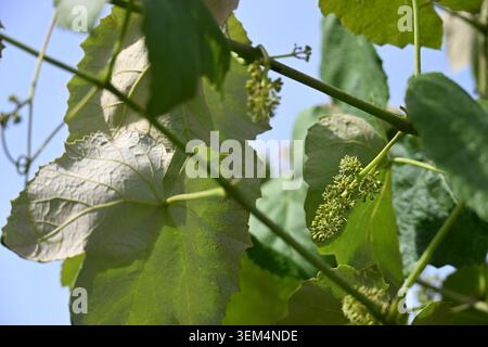 Young Grape Clusters Growing on Vine in Lush Green Vineyard Close-Up Stock Photo