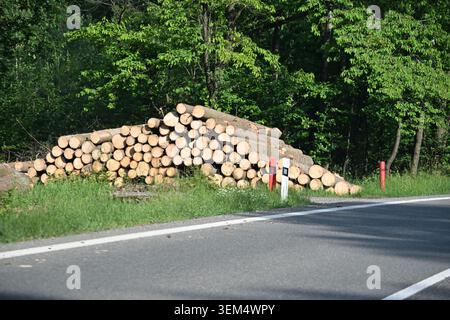 Stacked Timber Logs After Logging Along Forest Road Stock Photo